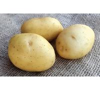Patch Seed: Summer Autumn Planting, Second Cropping, Christmas Cropping, 10 Tuber Box of Vitabella Certified Seed Potatoes, Grow Your Own Potatoes for Christmas. Ready To Plant Now