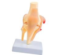 Patella Knee Joint Structure Anatomy Model with Detailed Muscles and Ligaments for Classroom Demonstration Anatomy Study PVC Knee Joint