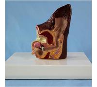 Pathological dog ear model - animal organ model ear model