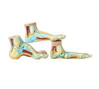Pathological Foot Anatomy Foot Model Normal Foot Flat Foot Arch Type Foot 3 Pieces Anatomical Model of The Foot with Structured Muscles And Blood Vessels for Teaching Medicine