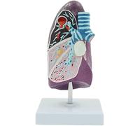 Pathological Lung Model Human Body Model Organs Model Teaching Model anatomy models