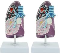 Pathological Lung Model Human Body Model Organs Model Teaching Model anatomy models