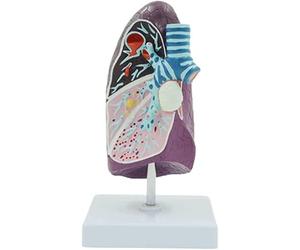Pathological Lung Model Human Body Model Organs Model Teaching Model anatomy models