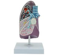 Pathological Lung Model Human Teaching Model Simulated Smoker Lung Internal Organs Thoracic Surgery Respiratory for Medi