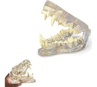 Pathology Medical Teeth Dog Jaw Model, Dent Oral Pathology Anatomical Canine Educational Tool for Veterinary Office