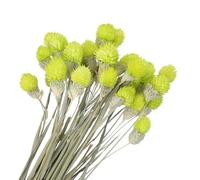 PATIKIL 16 Inch Dried Flowers for Vase, 30 Pcs Mini Pine Ball Flowers Natural Bouquet Bulk Fall Dried Pine Ball Naturally for Home Wedding Bridal Decor Party, Yellow Green