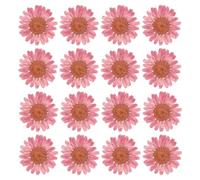 PATIKIL 48 Pcs Dried Pressed Flower Natural Dried Daisy Flower for DIY Art Crafts House Decoration Nails Decoration,Cherry Blossom Pink