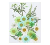 PATIKIL Dried Pressed Flowers, Natural Dried Flower Leave Assorted Real Pressed Flowers for DIY Art Crafts Resin Mold Scrapbooking, Green Series