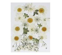 PATIKIL Dried Pressed Flowers, Natural Dried Flower Leave Assorted Real Pressed Flowers for DIY Art Crafts Resin Mold Scrapbooking, White Series