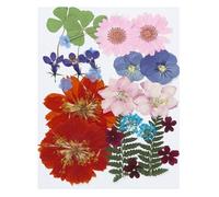 PATIKIL Dried Pressed Flowers, Natural Dried Flower Leave Assorted Real Pressed Flowers for DIY Art Crafts Resin Mold Scrapbooking, Assorted Color