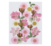 PATIKIL Dried Pressed Flowers, Natural Dried Flower Leave Assorted Real Pressed Flowers for DIY Art Crafts Resin Mold Scrapbooking, Pink Series