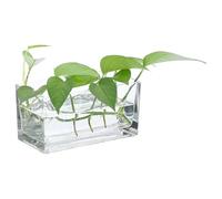 PATIKIL Rectangular Glass Vase 8x4x4 Inch, 1 Pcs Clear Flower Planter Terrarium Container Thickened Bottom for Wedding Home Office Decor Party Event, Transparent