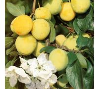 Patio Dwarf Oullins Golden Gage Plum Fruit Tree 3-4ft Supplied in a 5 Litre Pot