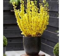Patio Forsythia Minigold Extra Large Instant Gardening 3-4ft Tall Direct Plants Multi One Size