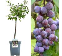 Patio Fruit Tree Collection | Various Premium Grade Fruits | Ideal