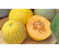 Patio Melon Honey Drops Dara Potted Plants :Three