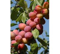 Patio Plum 'Little Vic' Plum