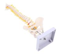 PATKAW 45cm Human Spine Anatomy Model with Cervical, Thoracic, Lumbar Vertebrae, Intervertebral Discs and Pelvis, Pvc Medical Training Spine Model for Doctor and Student Use