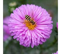 Patricia Ballard Michaelmas Daisy Perennials Flowering Plants Novi-Belgii 2L Pot Plant Theory Green One Size