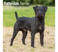 Patterdale Terrier Calendar 2026 Square Dog Breed Wall Calendar - 16 Month