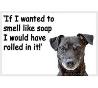 Patterdale Terrier Funny Fridge Magnet