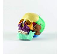 Patterson Life Size Skull With Coloured Bones, Transversely Cut Calvarium, Interior Structures of the Skull, Moveable Mandible, Made of PVC Plastic, 19 x 15 x 21cm, Visual Aid for Educational Purposes