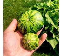 Patty Pan Squash Green Disc F1 Seeds High-Yielding Compact Plants Kew Veg Collection 1 X Packet 25 Seeds By Thompson & Morgan