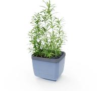 Paul Potato Herbs Buddy - Blue