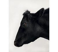 Paul Seawright - Beasts Of Burden