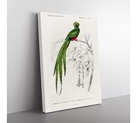 Pavonine Quetzal Bird By Charles D' Orbigny Vintage Canvas Wall Art Print Ready to Hang, Framed Picture for Living Room Bedroom Home Office Décor, 50x35 cm (20x14 Inch)