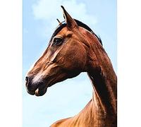 Paysen Brown Horse Head Canvas Wall Art Print