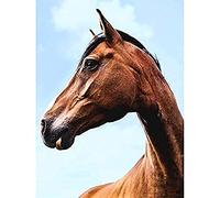 Paysen Brown Horse Head Wall Art Print