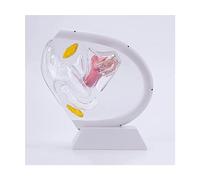 PAZONE Female Organ Model Transparent Uterus Model, Visible Human Vagina Anatomical Model Female Reproductive Organ Model,for Medical Educational Training Anatomy Model