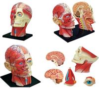 PAZRSASX Anatomy Model Skeleton Model 4D Assembled Human Head Anatomy Medical Skull Model Skeleton, Muscle Nerve Model of Brain Tissue