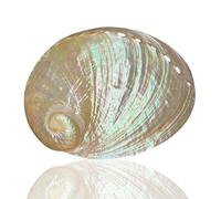PBDEIOEOE Large Natural Conch seashells Shells, 14-15Cm Polished Abalone Sea Shell Multihole Decorative Perfect for Beach Theme Party