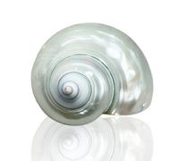 PBDEIOEOE Large Natural Conch seashells Shells, 8 to 9cm,Ocean Conch 7-9 Cm Seashells Perfect for Wedding Decor, Home Decorations,DIY Crafts(1PCS)(7 to 8cm)
