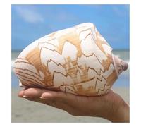 PBDEIOEOE Large Natural Conch seashells Shells, Huge Ocean Conch 12-13 Cm Jumbo Seashells Perfect for Wedding, Home Decorations,Shell Collectors(13cm)