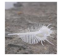 PBDEIOEOE Large Natural Conch seashells Shells, Large White Natural Sea Shells, Huge Ocean Conch 10~12Cm Rare Seashells Perfect for Wedding Decor, Fish Tank(12cm)