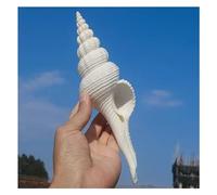 PBDEIOEOE Large Natural Conch seashells Shells, Shells White Spiral 16-19Cm for Decoration(18~19cm)