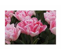 Pcs - 10 X Filled Early Tulips Foxtrot Flower Bulb Garden Plants F-ZS10 - Seeds & Plants Shop by Ipsa