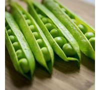 Pea Alderman Seeds - 500g - From Pretty Wild Seeds