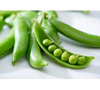 Pea Plants, 12 x Full Plant Pack, 18+ Individual Seedlings per Pack, Vegetable Plants, Garden Peas, Peas, Fresh Vegetables, Garden Ready and Ready to Plant, Succulent Pea, Premium Quality Veg
