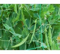 Pea Snak Hero Seeds Sweet Stringless Snap Peas Compact Self-Supporting Easy Grow 1 X Packet 100 Seeds By Thompson & Morgan