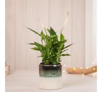 Peace Lily Plant in Ocean Ceramic Pot - Indoor Houseplant with Pot Included - Live Décor for Home or Office - Air Purifying Blooming Plant