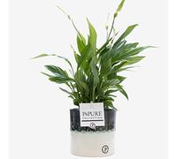 Peace Lily Plant Spathiphyllum With Pot, Real Indoor Houseplant for Office, Home, Bedroom, Kitchen, Clean Air, Live Plant Gift UK