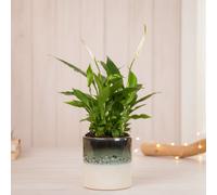 Peace Lily Plant With Pot - Elegant Indoor Flower For Home & Office Décor - Luxe Leaf Plants