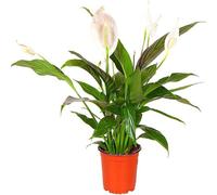 Peace Lily Spathiphyllum House Plant Live Indoor House Potted Tree Peace Lily Perfect For Office
