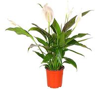 Peace Lily Spathiphyllum House Plant Live Indoor House Potted Tree Peace Lily Perfect for Office, Home, Bedroom, Kitchen and Living Room, Delivered Next Day Prime (Standard)