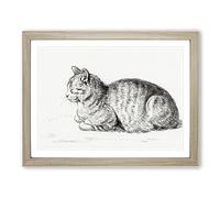 Peaceful Cat By Jean Bernard Vintage Framed Print | A4 Oak Framed Wall Art | Ready to Hang | Classic Animal Picture | Living Room Bedroom Lounge Office