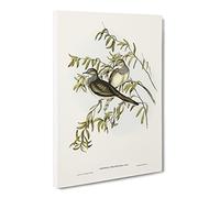 Peaceful Ground Dove Birds By Elizabeth Gould Canvas Print | Gallery Wrapped 30mm Frame Wall Art | 20x14 inches | Ready to Hang | Retro Bird Picture | Living Room Bedroom Lounge Office